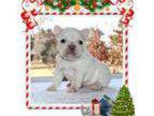 French Bulldog Puppy for sale in Mineral City, OH, USA
