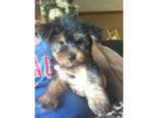 Yorkshire Terrier Puppy for sale in Bedford, IN, USA