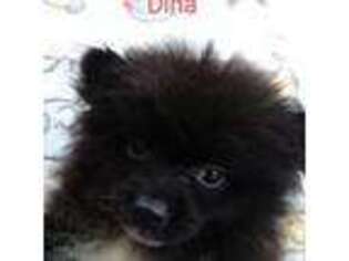Pomeranian Puppy for sale in Alma, GA, USA