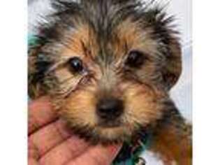 Yorkshire Terrier Puppy for sale in Capitol Heights, MD, USA
