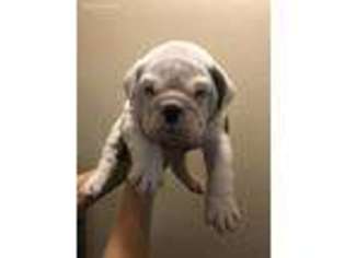 Olde English Bulldogge Puppy for sale in Amarillo, TX, USA