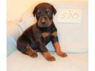 Doberman Pinscher Puppy for sale in Moravia, NY, USA