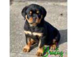 Rottweiler Puppy for sale in Frazeysburg, OH, USA
