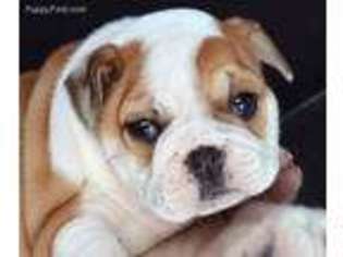 Bulldog Puppy for sale in Ashley, OH, USA
