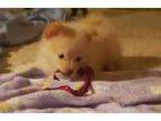 Pomeranian Puppy for sale in Escondido, CA, USA