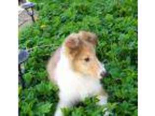 Collie Puppy for sale in Polk, OH, USA