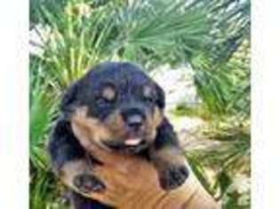 Rottweiler Puppy for sale in RIVERSIDE, CA, USA
