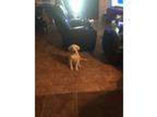 Labrador Retriever Puppy for sale in Laveen, AZ, USA