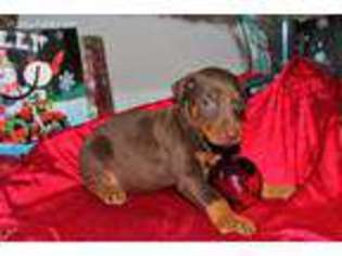 Doberman Pinscher Puppy for sale in Morristown, TN, USA