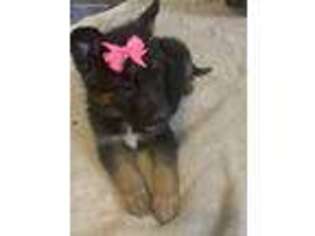 German Shepherd Dog Puppy for sale in Rio Rancho, NM, USA