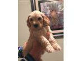Goldendoodle Puppy for sale in Kaufman, TX, USA