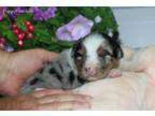 Australian Shepherd Puppy for sale in Holtwood, PA, USA