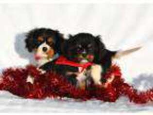 Cavalier King Charles Spaniel Puppy for sale in Wilmer, AL, USA