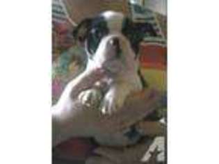 Boston Terrier Puppy for sale in OLALLA, WA, USA