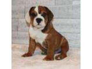 Bulldog Puppy for sale in Syracuse, IN, USA