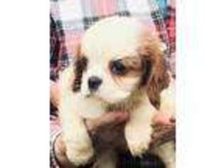 Cavalier King Charles Spaniel Puppy for sale in Crestview, FL, USA