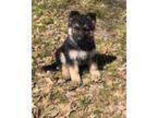 German Shepherd Dog Puppy for sale in Burleson, TX, USA