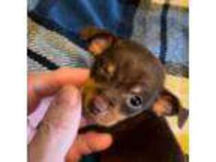 Dachshund Puppy for sale in Fairfield, CA, USA