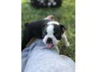 Boston Terrier Puppy for sale in Omak, WA, USA
