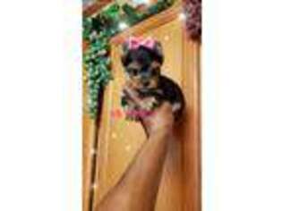 Yorkshire Terrier Puppy for sale in Austin, TX, USA