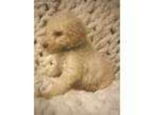 Goldendoodle Puppy for sale in Atkins, AR, USA