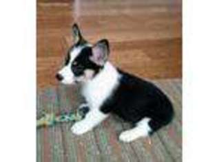 Pembroke Welsh Corgi Puppy for sale in Hemet, CA, USA