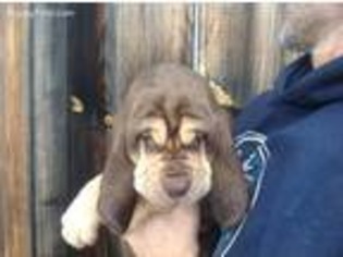 Bloodhound Puppy for sale in Randolph Center, VT, USA