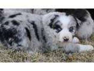 Miniature Australian Shepherd Puppy for sale in Dover, TN, USA