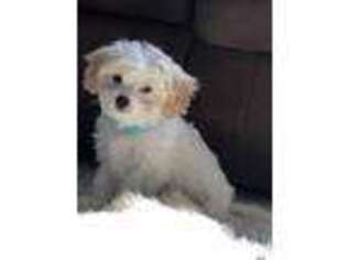 Cavachon Puppy for sale in Fortuna, MO, USA