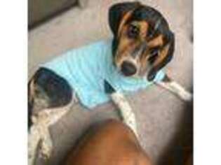Beagle Puppy for sale in Billerica, MA, USA