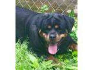 Rottweiler Puppy for sale in Fulton, NY, USA