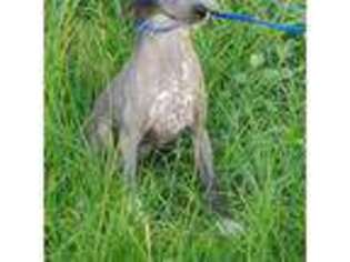 Chinese Crested Puppy for sale in Westminster, SC, USA