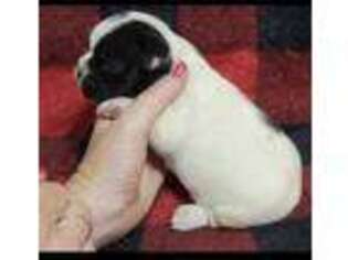 French Bulldog Puppy for sale in Lumberton, MS, USA