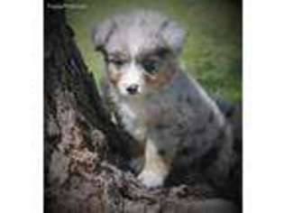 Miniature Australian Shepherd Puppy for sale in Elgin, OK, USA
