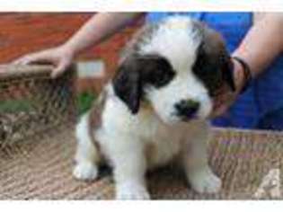 Mutt Puppy for sale in GRAVETTE, AR, USA