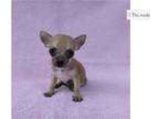 Chihuahua Puppy for sale in Edinburg, TX, USA