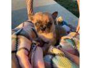 Pug Puppy for sale in Paris, KY, USA