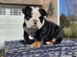 Bulldog Puppy for sale in Mc Leansville, NC, USA