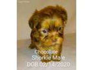 Shorkie Tzu Puppy for sale in Battle Creek, MI, USA