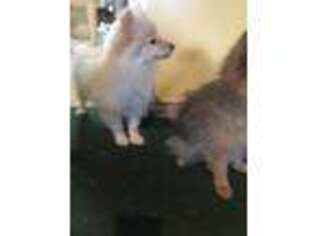 Pomeranian Puppy for sale in Cherry Hill, NJ, USA