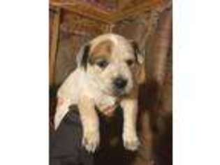 Australian Cattle Dog Puppy for sale in Burney, CA, USA