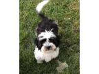 Havanese Puppy for sale in Napoleon, OH, USA