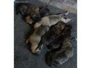 Spanish Mastiff Puppy for sale in Toccoa, GA, USA