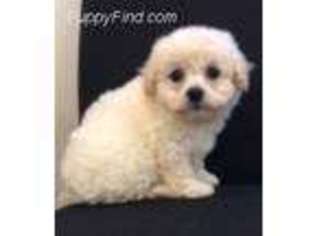 Bichon Frise Puppy for sale in Campobello, SC, USA