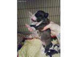 Bull Terrier Puppy for sale in Scott, LA, USA