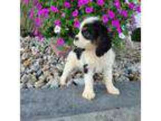Cavalier King Charles Spaniel Puppy for sale in Grabill, IN, USA