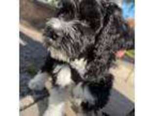 Portuguese Water Dog Puppy for sale in East Lansdowne, PA, USA