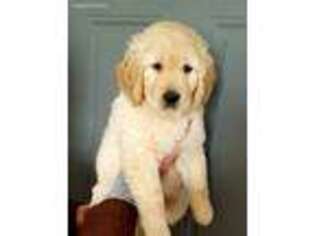 Golden Retriever Puppy for sale in Port Huron, MI, USA