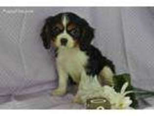 Cavalier King Charles Spaniel Puppy for sale in Minerva, OH, USA