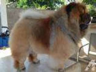 Chow Chow Puppy for sale in MONROVIA, CA, USA